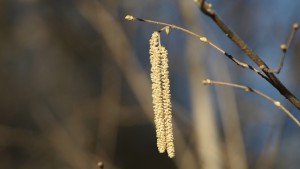 Allergiker-schreck im Frühling Allergiker-schreck im Frühling