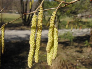 Birkengewächs-Kätzchen im Park Birkengewächs-Kätzchen im Park