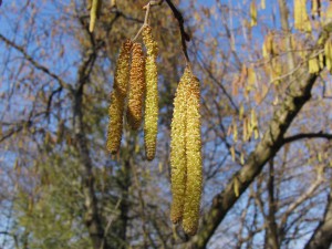 Birkengewächs-Kätzchen leuchten Birkengewächs-Kätzchen leuchten