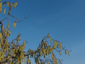 Haselkätzchen vor blauen Himmel Haselkätzchen vor blauen Himmel