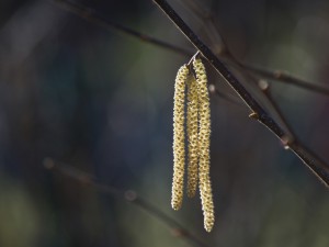Drei Birkenkätzchen Drei Birkenkätzchen