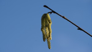 Erlenblüte vor blauen Himmel Erlenblüte vor blauen Himmel