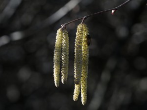 Erlenkätzchen Erlenkätzchen