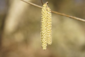Erste Frühlingszeichen Erste Frühlingszeichen