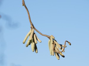 Geschlossene Haselkätzchen Geschlossene Haselkätzchen