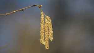 Nichts für Allergiker Nichts für Allergiker