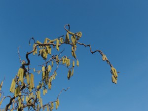 Zweig mit Haselkätzchen Zweig mit Haselkätzchen
