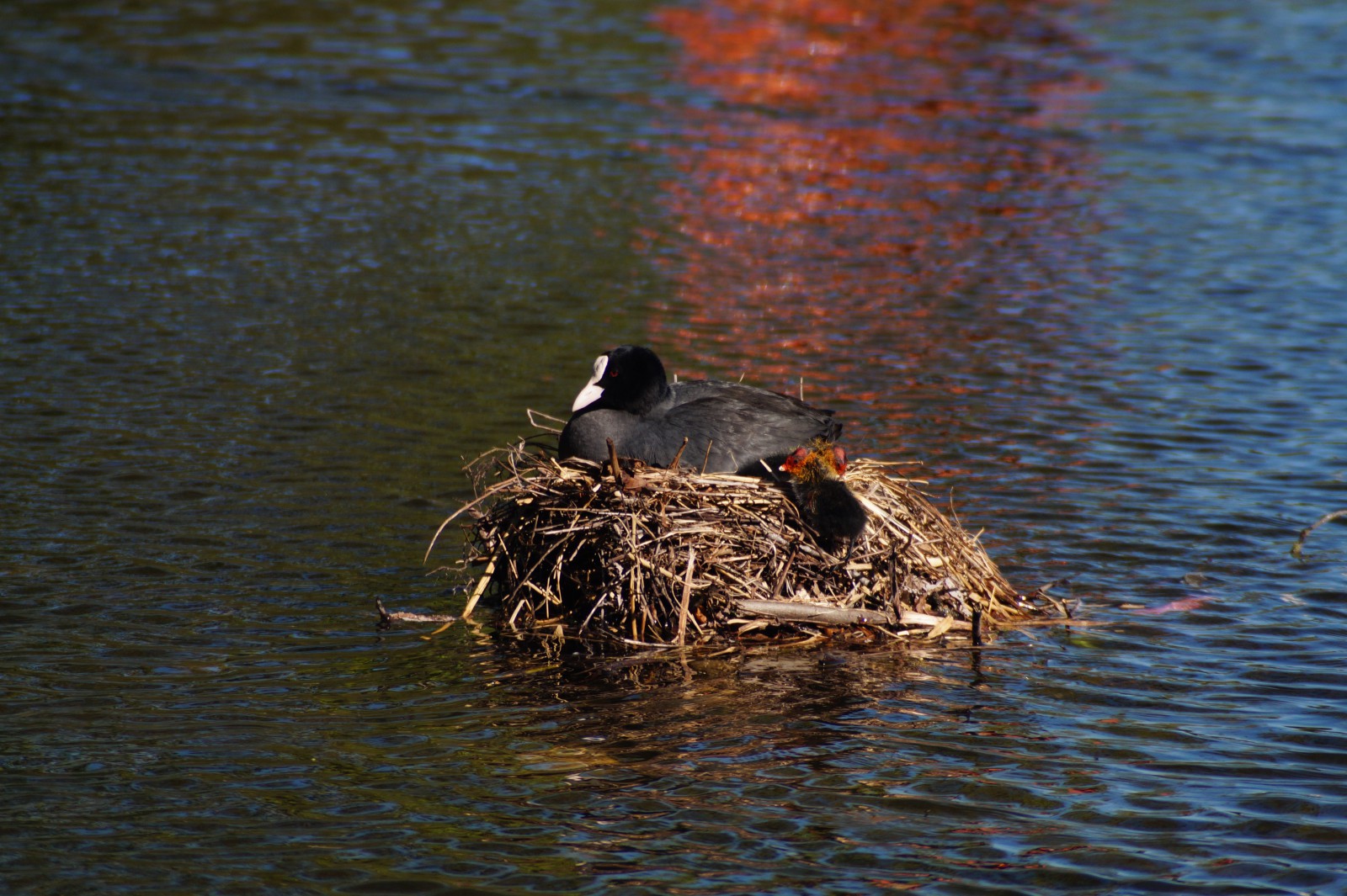 Blässhuhn im Nest mit Küken 1 Blässhuhn im Nest mit Küken 1
