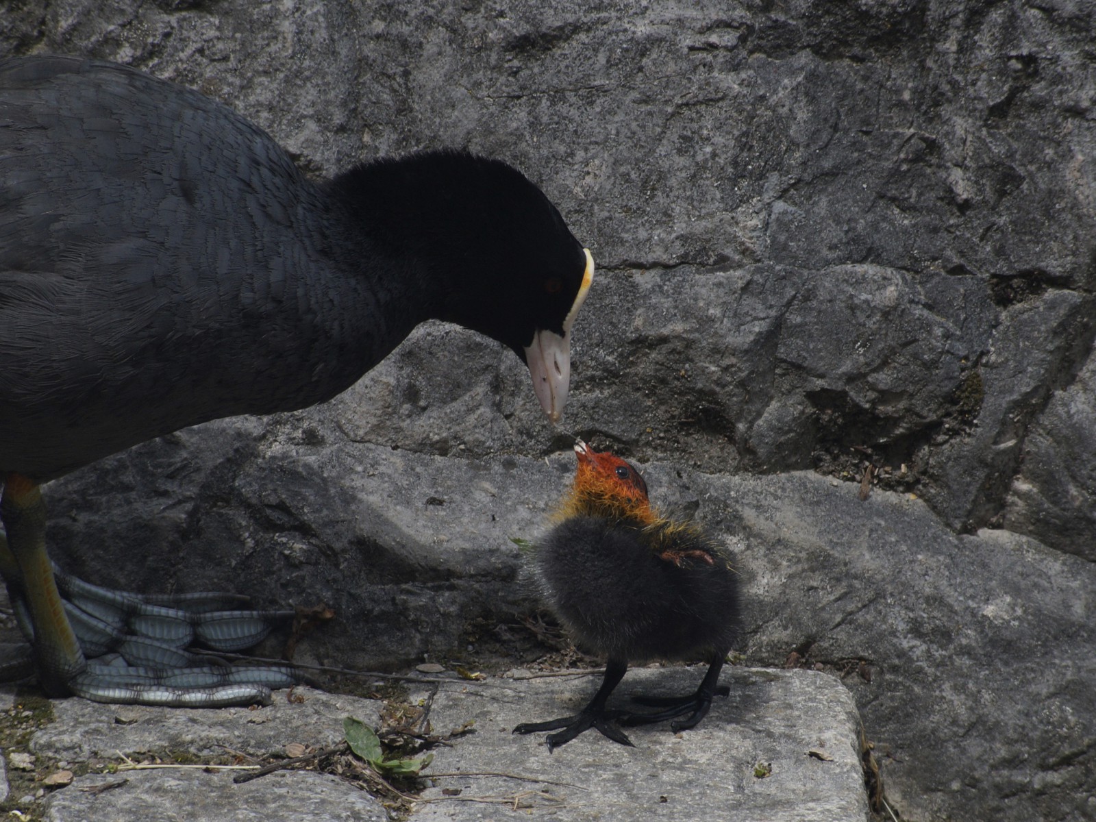 Blässhuhn mit Küken beim Füttern Blässhuhn mit Küken beim Füttern