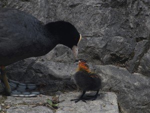 Blässhuhn mit Küken beim Füttern Blässhuhn mit Küken beim Füttern