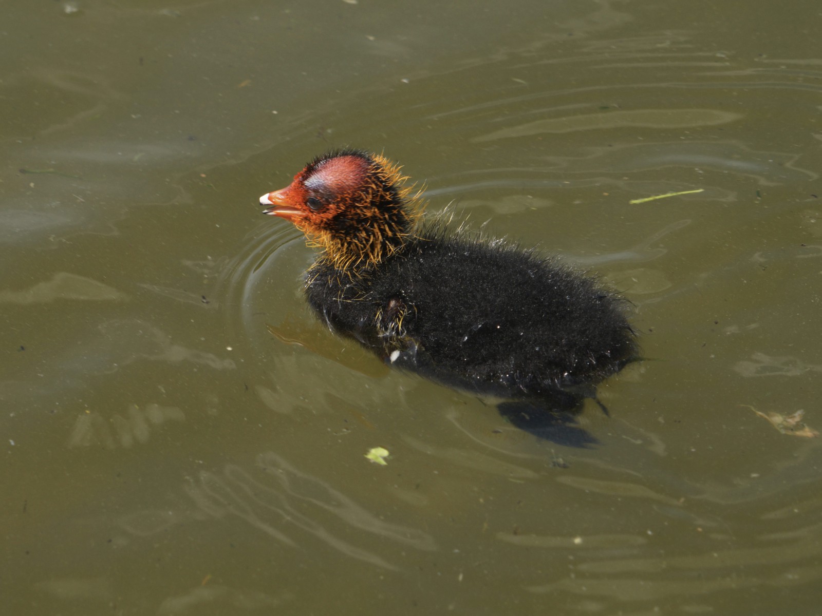 Blässhuhnküken  Blässhuhnküken