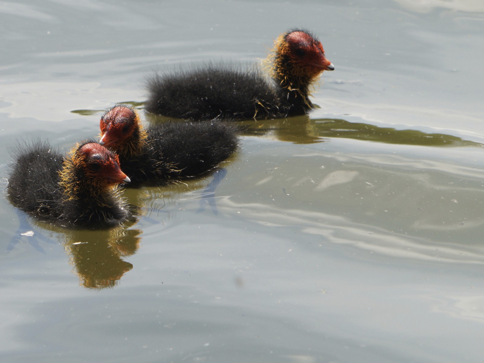 Blässhuhnküken beim spielen Blässhuhnküken beim spielen