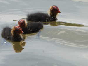 Blässhuhnküken beim spielen Blässhuhnküken beim spielen