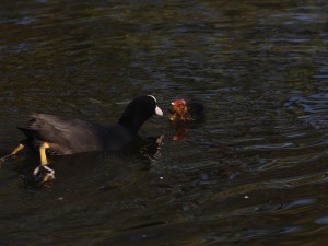 Blässhuhnküken mit Mama Blässhuhnküken mit Mama