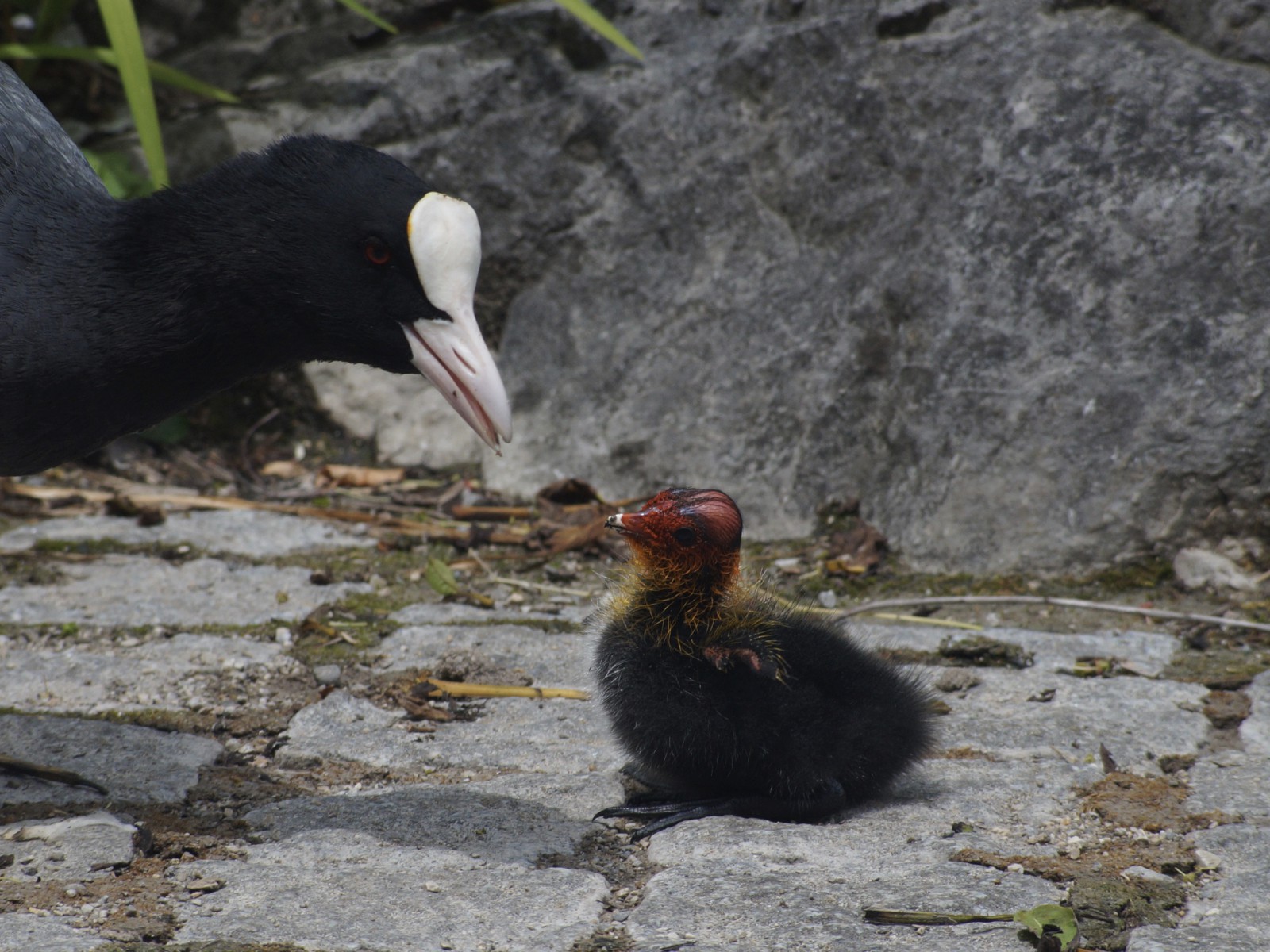 Blässhuhnmutter zum Küken Blässhuhnmutter zum Küken