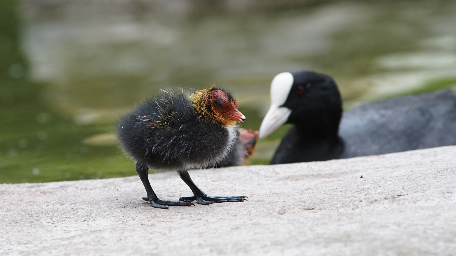 Blässhun Küken unterwegs Blässhun Küken unterwegs