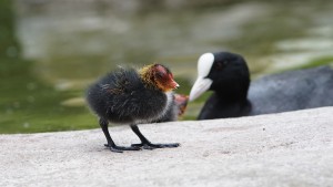 Blässhun Küken unterwegs Blässhun Küken unterwegs