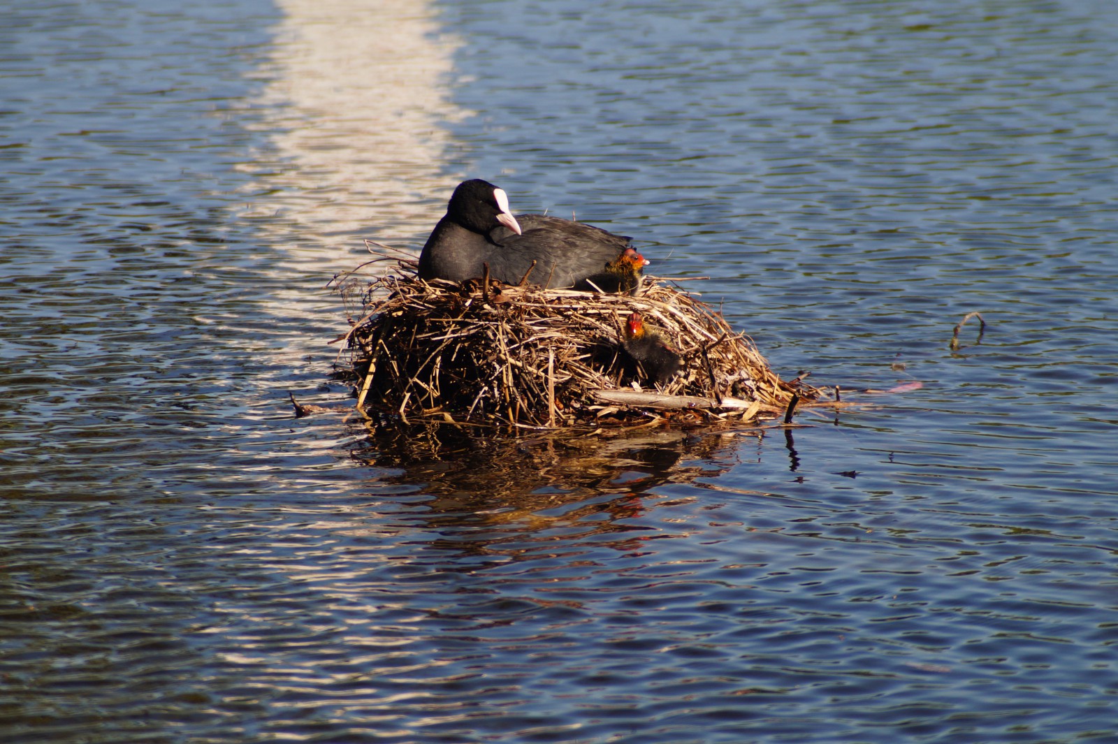 Blässhuhn im Nest mit Küken 2 Blässhuhn im Nest mit Küken 2