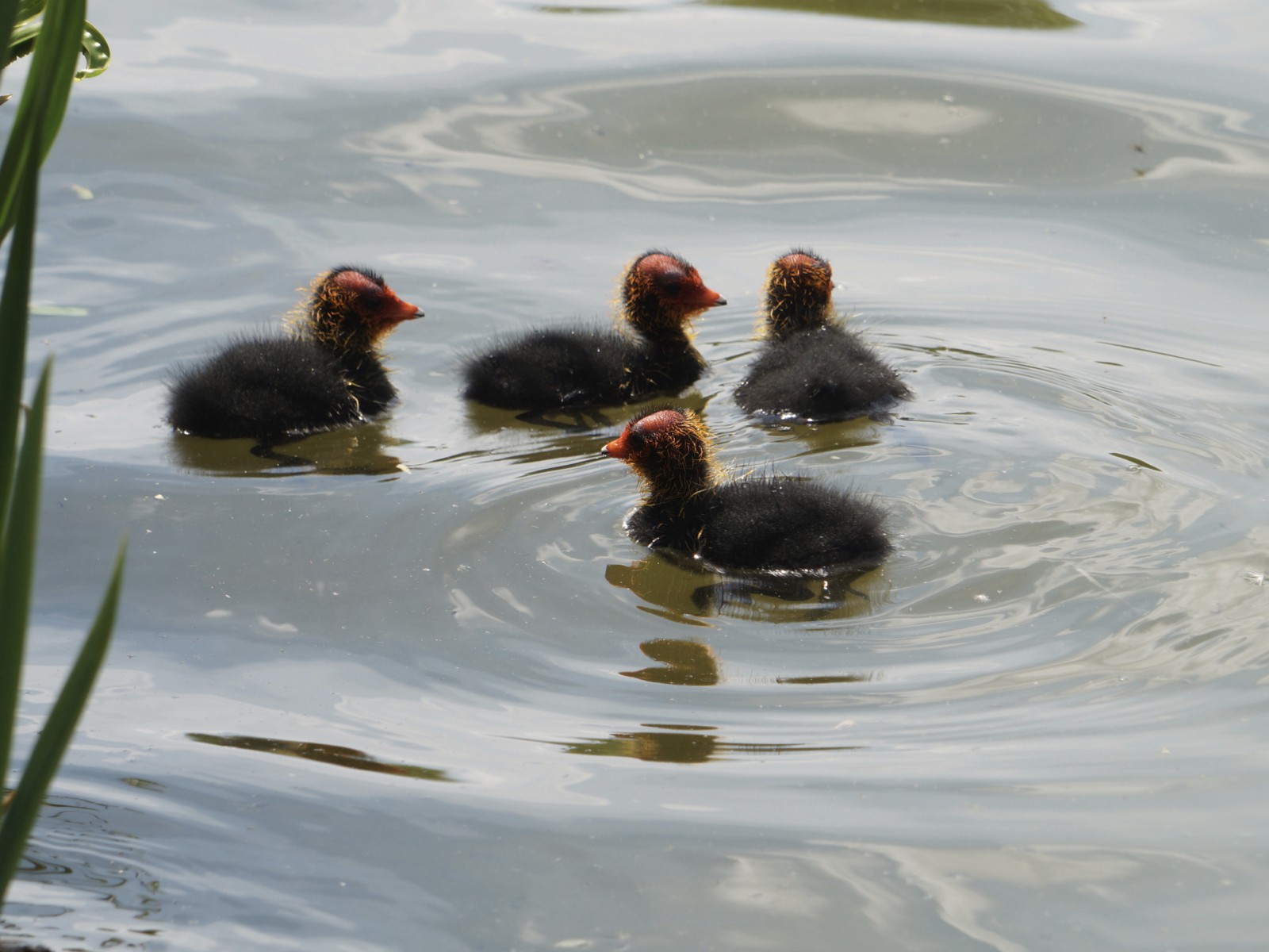 Blässhuhn-Kükengruppe Blässhuhn-Kükengruppe