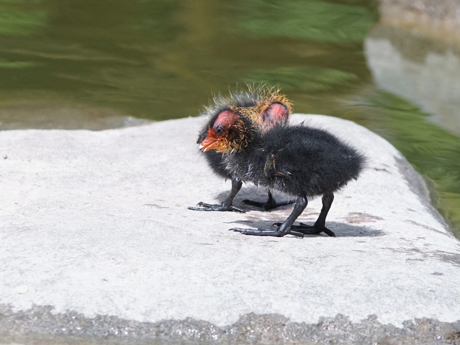 Da seh ich was Da seh ich was