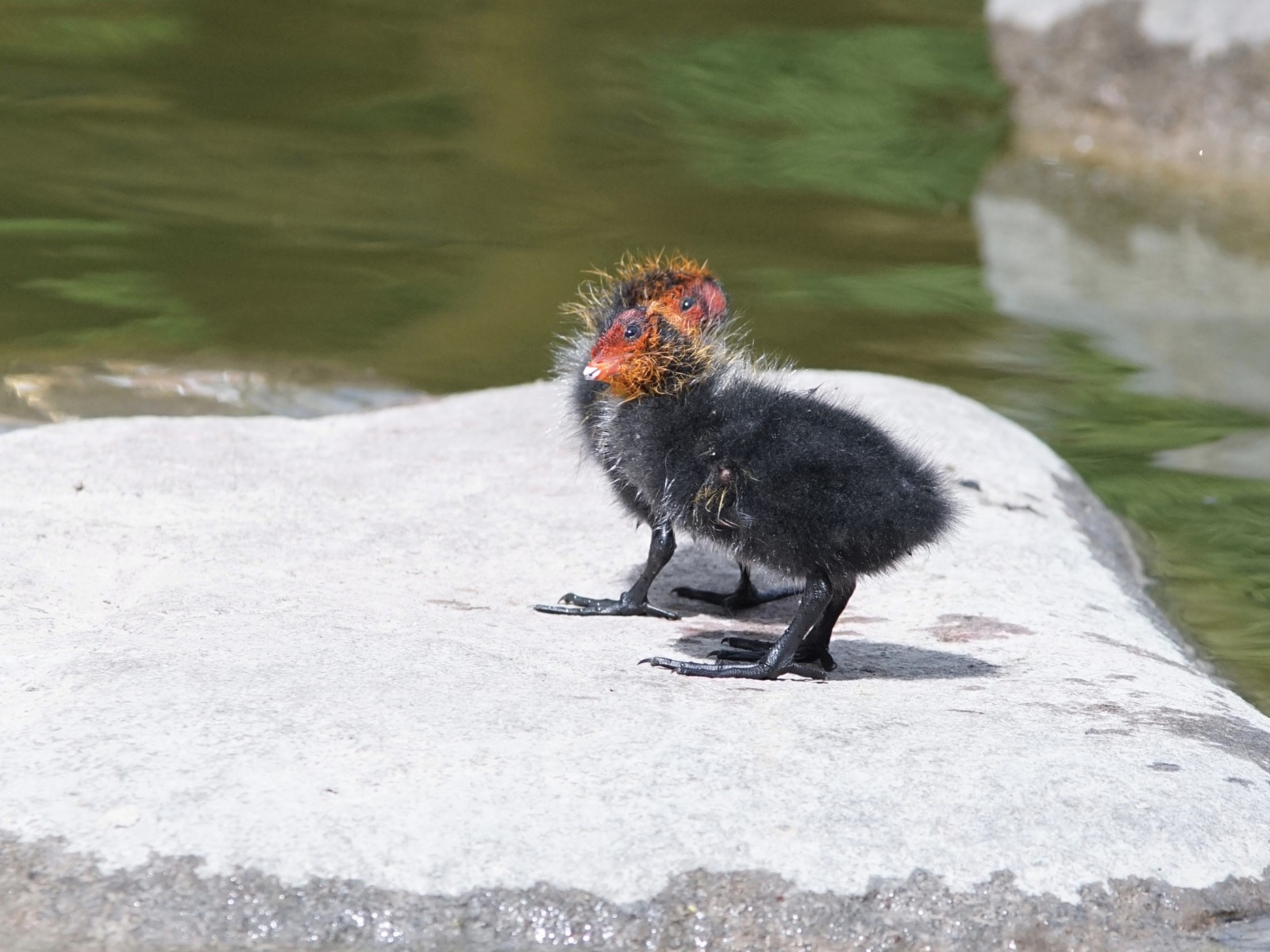 Da sind auch noch gelbe Da sind auch noch gelbe