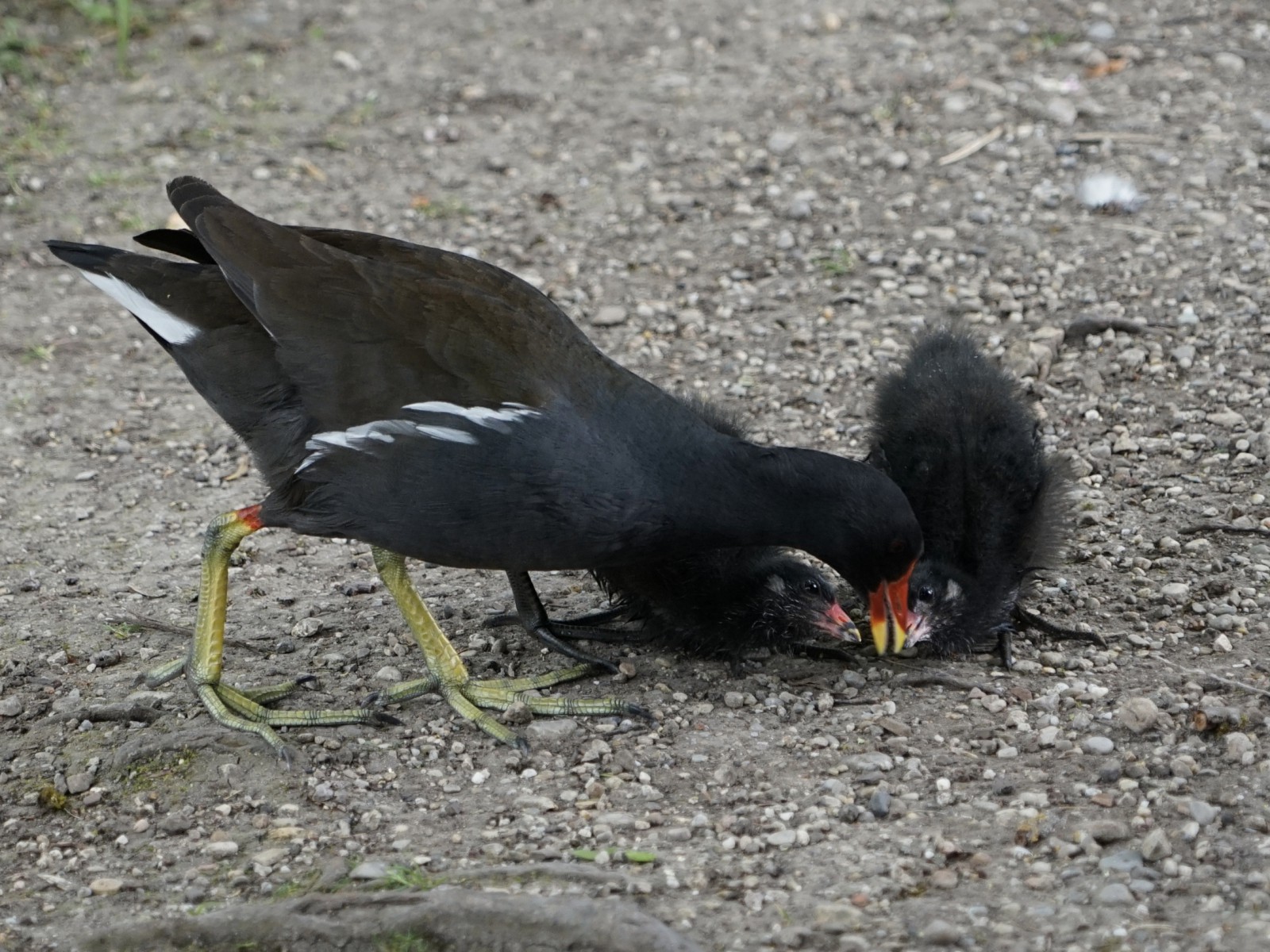 Ich will auch was Ich will auch was