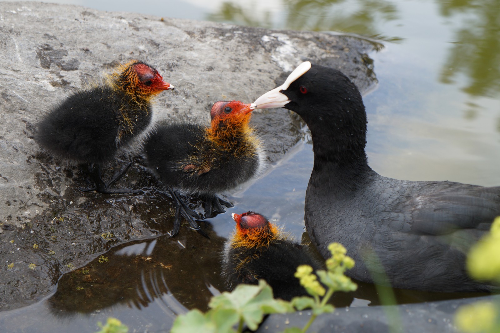 Küken schmust mit Mama Küken schmust mit Mama