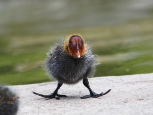Kükenalarm! Wann bekommen wir.. Kükenalarm! Wann bekommen wir..