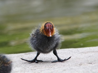  Blässhuhn Küken