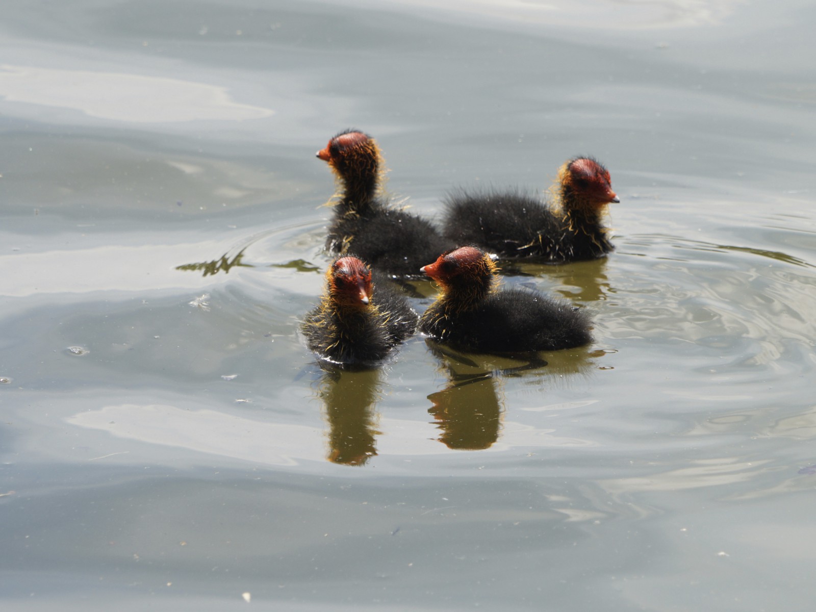 Vier Küken (Blässhuhn) Vier Küken (Blässhuhn)