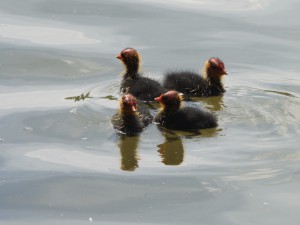 Vier Küken (Blässhuhn) Vier Küken (Blässhuhn)