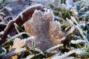 Frostiges Herbstblatt 2