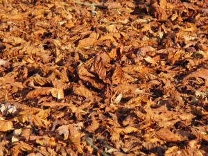 Herbstlaub Textur 3
