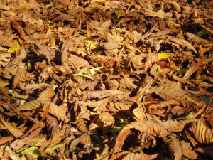 Herbstlaub Textur 2