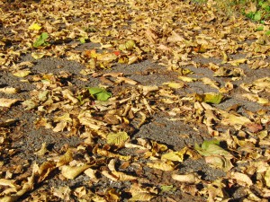 Herbstlaub Textur 1