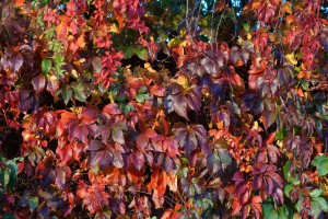 Wilder Wein in Herbstfarben Textur