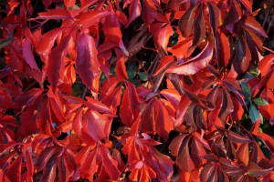 Wilder Wein in roter Herbstfarbe Textur