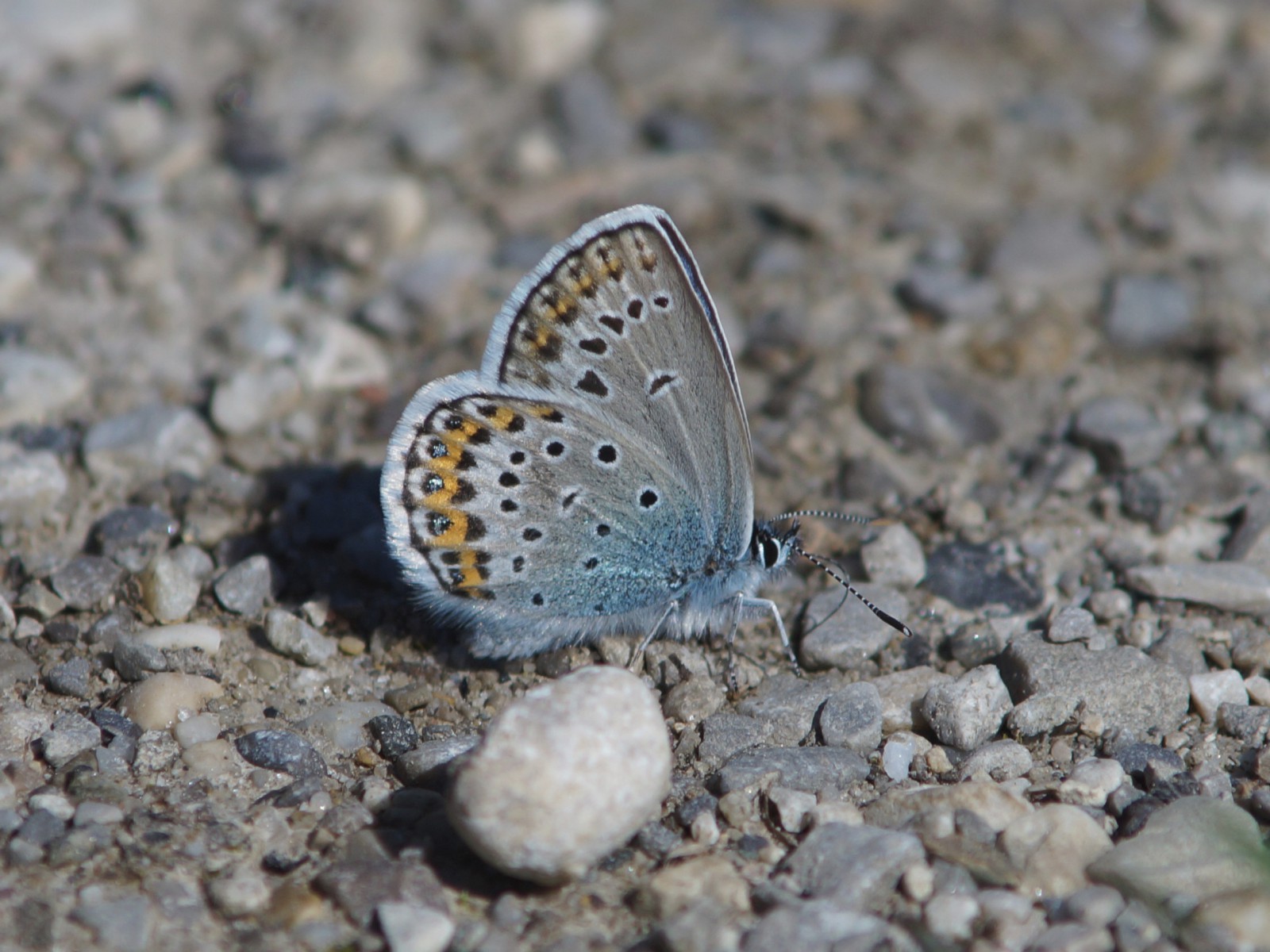 Bläuling am Boden Bläuling am Boden
