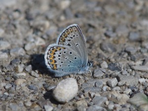 Bläuling am Boden Bläuling am Boden