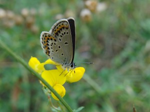 Bläuling auf gelber Blüte 1