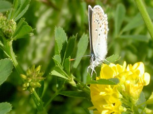 Bläuling auf gelber Blüte 2