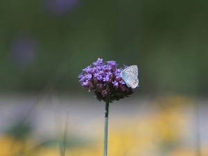 Bläuling auf lila Blüten Bläuling auf lila Blüten