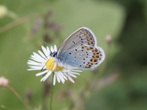 Bläuling auf Wiesenblume