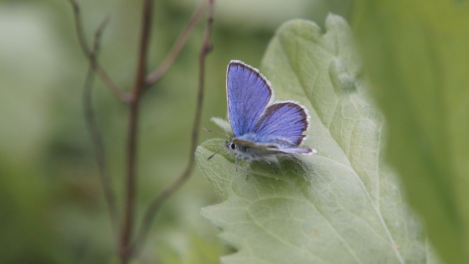 Bläuling dem Herbst schon nahe Bläuling dem Herbst schon nahe