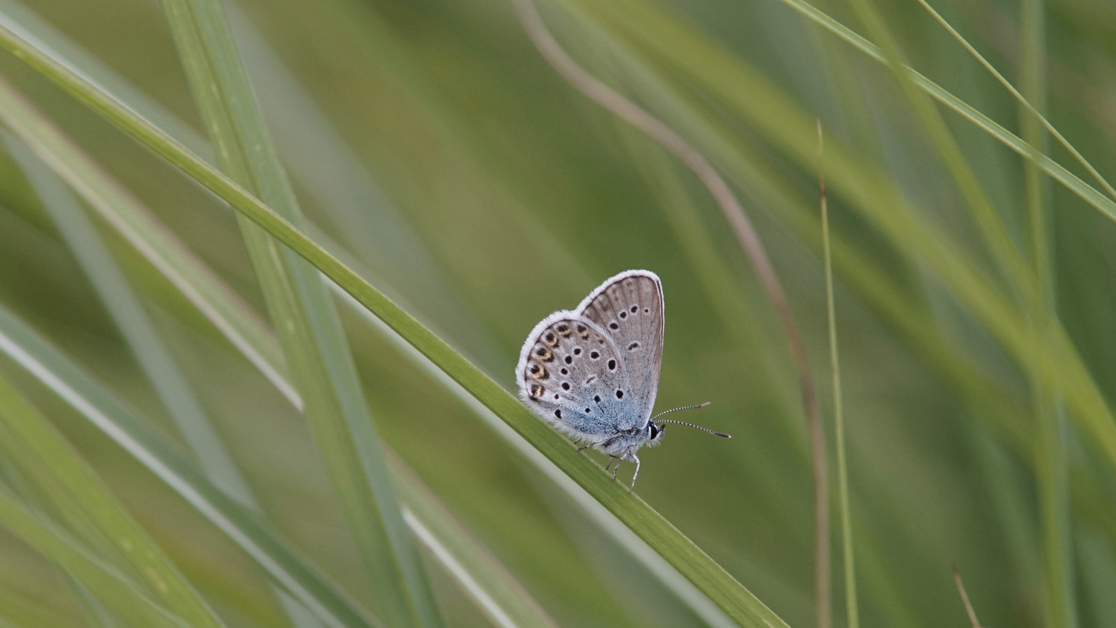 Bläuling im grünen Bläuling im grünen