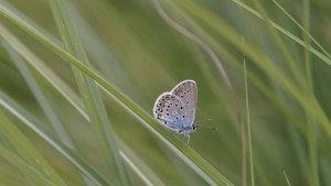 Bläuling im grünen Bläuling im grünen
