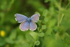 Bläuling im Grünen Bläuling im Grünen