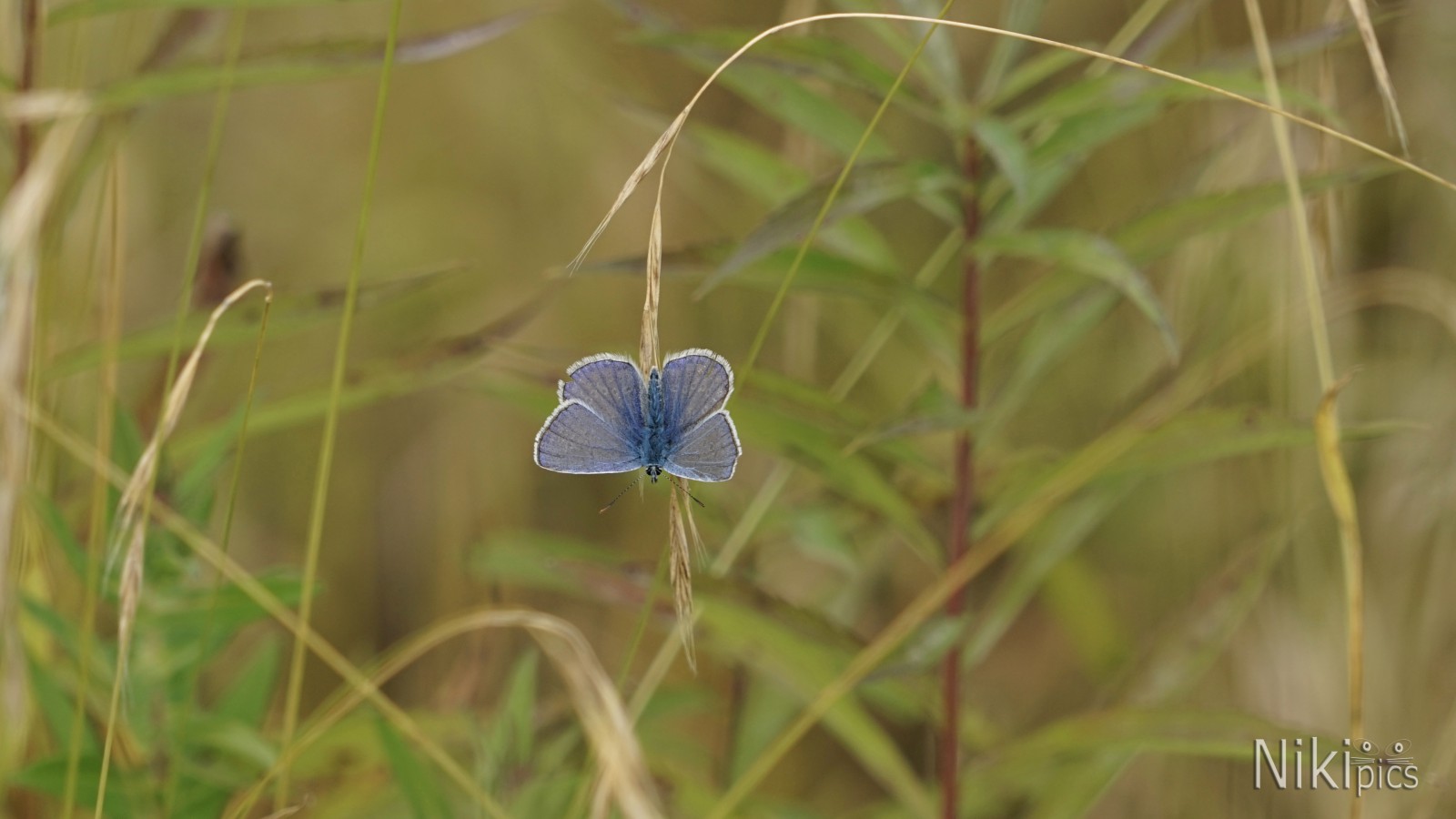 Bläuling im Herbst Bläuling im Herbst