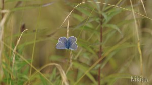 Bläuling im Herbst Bläuling im Herbst