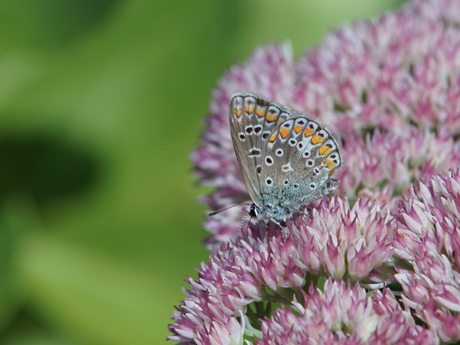 Bläuling im Nektar-Eldorado Bläuling im Nektar-Eldorado